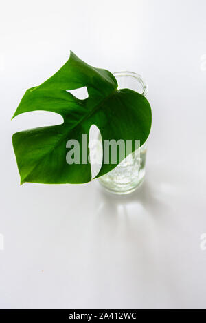 Monstera foglia tropicale nel vaso di vetro su sfondo grigio chiaro. Il minimalismo Foto Stock