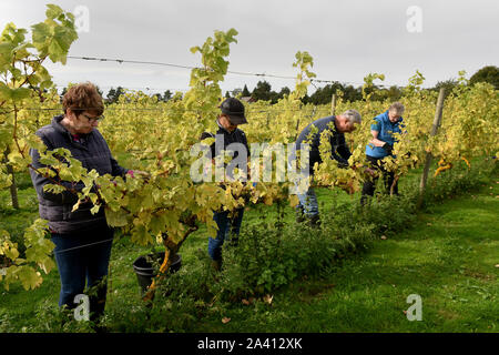 Wroxeter Vigna romana, Shropshire, Inghilterra, Regno Unito. Il 11 ottobre 2019. I volontari di raccolta uva Madeleine sulla famiglia vigneto di proprietà di Martin e Amanda Millington situato accanto ai resti dell antica città romana Wroxeter. Credito: David Bagnall/Alamy Live News Foto Stock