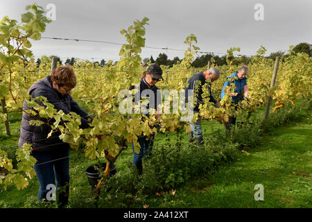 Wroxeter Vigna romana, Shropshire, Inghilterra, Regno Unito. Il 11 ottobre 2019. I volontari di raccolta uva Madeleine sulla famiglia vigneto di proprietà di Martin e Amanda Millington situato accanto ai resti dell antica città romana Wroxeter. Credito: David Bagnall/Alamy Live News Foto Stock