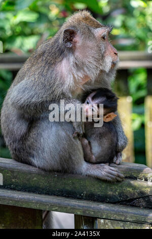 Piccole scimmie nella foresta delle scimmie di Ubud a Bali, Indonesia Foto Stock