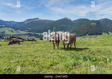 Riezlern - Vista di vacche su un prato con alta Ifen mountain in background, Vorarlberg, Austria, 20.09.2019 Foto Stock