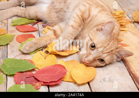 Gatto sdraiato vicino a foglie di autunno su sfondo di legno Foto Stock