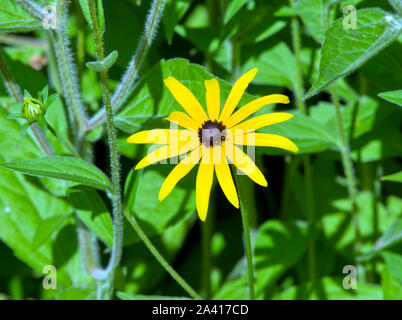 Rudbeckia fulgida var. deamii Foto Stock