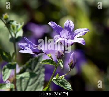 Campanula lactiflora 'Prichard varietà dell' Foto Stock