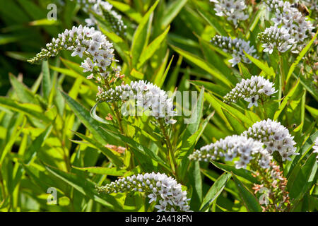 Lysimachia clethroides Foto Stock