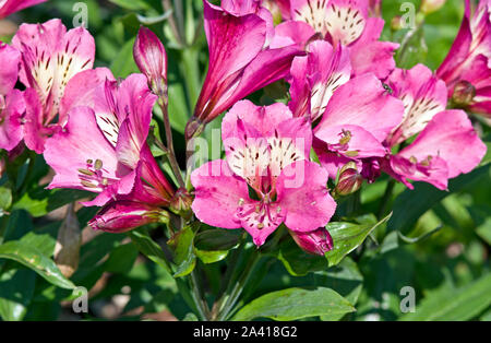 Alstroemeria estate San Foto Stock