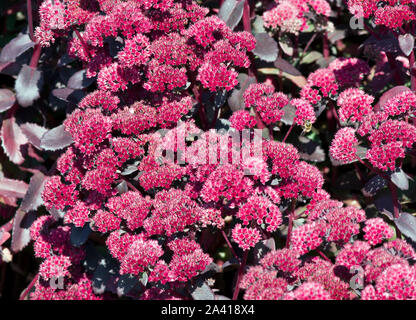 Hylotelephium telephium "Arthur Succursale" Foto Stock