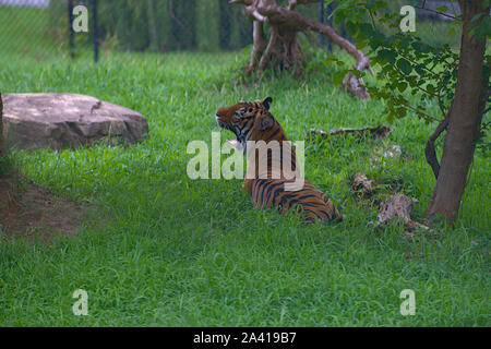Illustrazione di Tiger lato profilo testa sbadigli Foto Stock