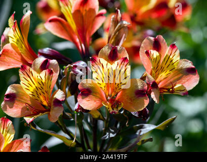 Alstroemeria Estate Indiana Foto Stock