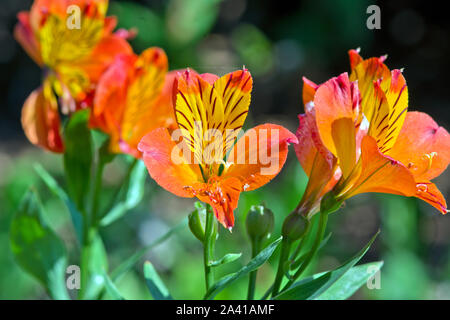Alstroemeria " Flaming Star' Foto Stock