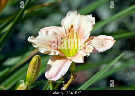 Hemerocallis 'Janice Bruno" Foto Stock