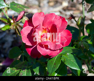 Rose di Cioccolato Caldo Foto Stock