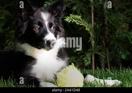 Un simpatico Border Collie cucciolo con la sua palla giocattolo Foto Stock