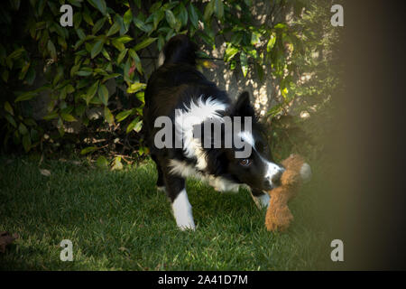 Border Collie cucciolo gioca con il suo giocattolo in giardino Foto Stock