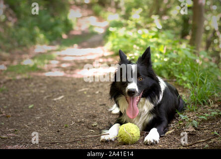 Funny Border Collie cucciolo di relax con la palla, nei boschi Foto Stock