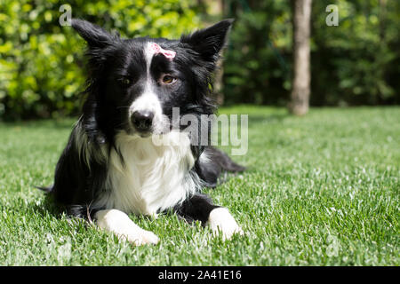 Ritratto di un triste Border Collie cucciolo Foto Stock