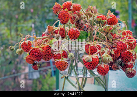 Ciuffi con le fragole in un vaso di acqua. Ancora in vita con le fragole sulla strada, un bouquet di rami di fragola sul tavolo. Instagra oscurata Foto Stock