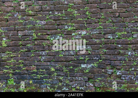 Dark vecchio muro in mattoni con una piccola pianta verde germogli Foto Stock