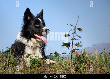 Un tenero cucciolo di border collies si rilassa in un paese prato su una bella giornata di sole Foto Stock