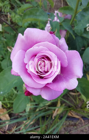 Rosa lilla vista dall'alto. Bush Rose in fiore nel giardino. Foto Stock