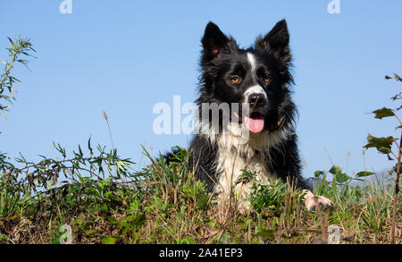 Un tenero cucciolo di border collies si rilassa in un paese prato su una bella giornata di sole Foto Stock