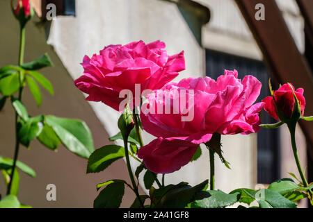 Bella rosa rosa con foglie verdi in un giardino. Spagna, Europa Foto Stock