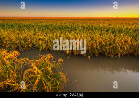 I campi di riso nel fiume Guadalquivir delta all'alba vicino a Los Palacios y Villafranca, Sevilla provincia. Southern Andalusia, Spagna. Europa Foto Stock