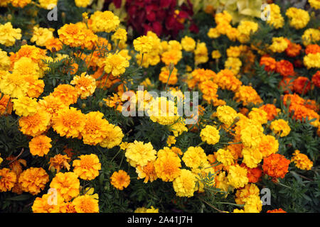 Il francese calendula, Petite giallo, Tagetes patula nana, nella luce del sole, ore diurne Foto Stock