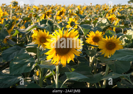 Bella, un enorme campo di girasoli. Foto Stock