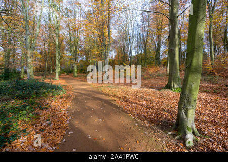 Un percorso attraverso boschi foreste a blickling station wagon boschi cedui e in autunno in Norfolk, Inghilterra, Regno Unito Foto Stock