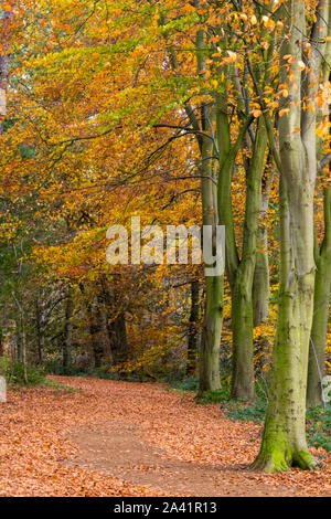 Un percorso attraverso boschi foreste a blickling station wagon boschi cedui e in autunno in Norfolk, Inghilterra, Regno Unito Foto Stock