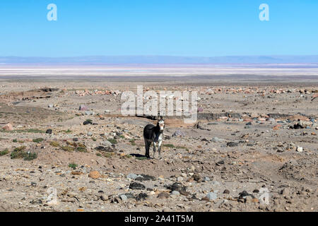 Asino selvaggio lonely guardando la telecamera con colorate sullo sfondo di montagna nel deserto di Atacama, Cile Foto Stock