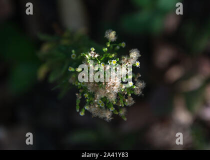 Piccoli bianchi e soffici margherite nel giardino di fiori di campo in campo tra l'erba verde, autunno scena, bianco e fiori di colore giallo Foto Stock