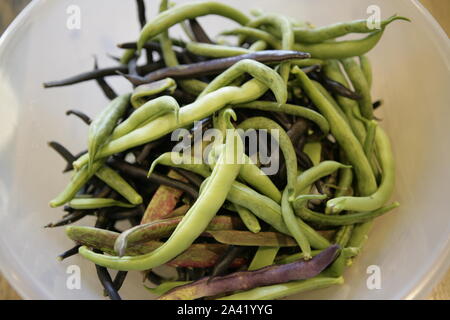 Appena raccolto Home Grown-i fagioli in una terrina Foto Stock