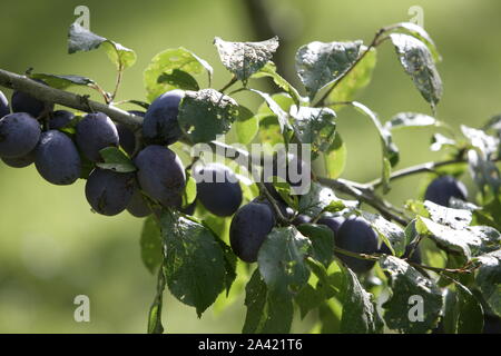 Susine mature sul ramo di albero nel frutteto messe in attesa Foto Stock