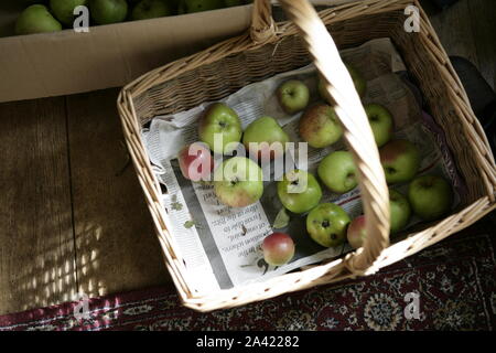 Cesto in Vimini contenente appena raccolto mele Foto Stock