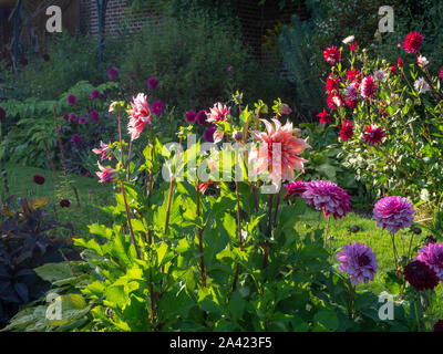 Sunny Dahlia "labirinto","Dahlia Crème de Cassis' e 'Dahlia Rebecca's World' a Chenies Manor affondata nel settembre; strati di confine di fiori e il percorso. Foto Stock