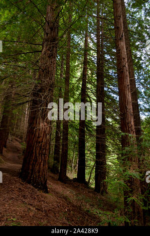 Sequoia sempervirens foresta si trova nel nord della Spagna. È stato dichiarato monumento naturale. Foto Stock