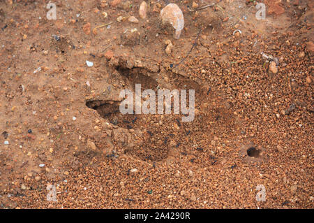 Un animale selvatico ha impresso il impronta di una delle sue gambe nella terra umida della montagna Foto Stock