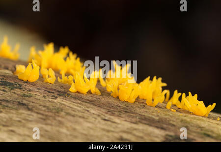Piccoli funghi Stagshorn, Calocera cornea, crescente a partire da un albero morto in una foresta nel Regno Unito. Foto Stock