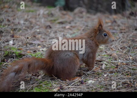 Scoiattoli rossi a boschi di pini di Formby Merseyside Inghilterra Foto Stock