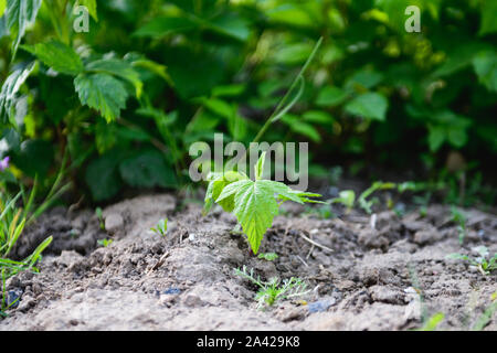 Giovani di lamponi bush germoglio. crescente cespugli di lampone. Natura: un giovane germoglio di lampone cresce al di fuori della terra con la luce solare Foto Stock