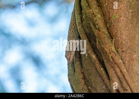 Red spotted indonesia geco ritratto close up macro Foto Stock