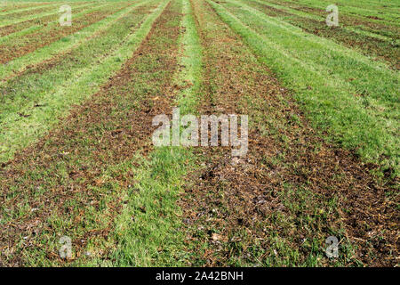 Campo agricolo, Oberweser, Superiore Valle Weser, Weser Uplands, Weserbergland, Hesse, Germania Foto Stock