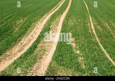 Campo agricolo, Oberweser, Superiore Valle Weser, Weser Uplands, Weserbergland, Hesse, Germania Foto Stock