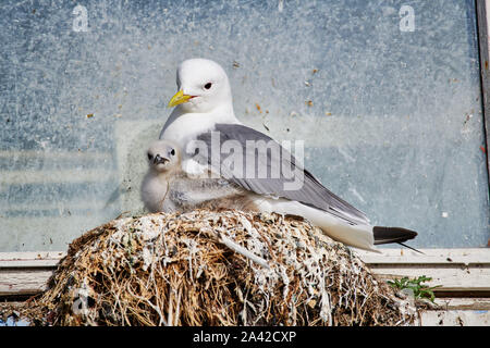 Gabbiano comune (Larus canus) o mare mew con pulcino nel nido sul davanzale, Andenes, Norvegia, Europa Foto Stock