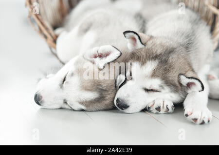 Tre giovani husky cuccioli di dormire su uno sfondo bianco Foto Stock