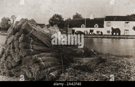 C 1930 - fasci di canne thatchers attendere il Horning Ferry Norfolk REGNO UNITO. Il Traghetto Inn è raffigurato come era in quel momento su Woodbastwick staithe oltre il fiume Bure con il tetto di paglia Foto Stock