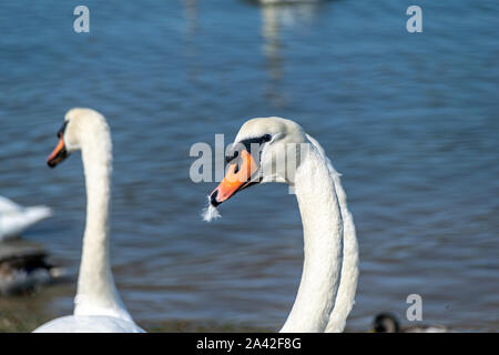 Adulto cigni nuoto attraverso il Fiume Crouch da South Woodham Ferrers da Hullbridge, Essex, Regno Unito Foto Stock