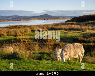 Pecore al pascolo di erba da parte degli allevatori lago in Brecon Beacons, Wales UK su una mattina di sole Foto Stock